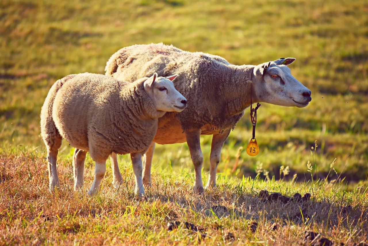 découvrez tout sur l'élevage : techniques, soins, gestion et bien-être des animaux d'élevage pour une production durable et responsable.
