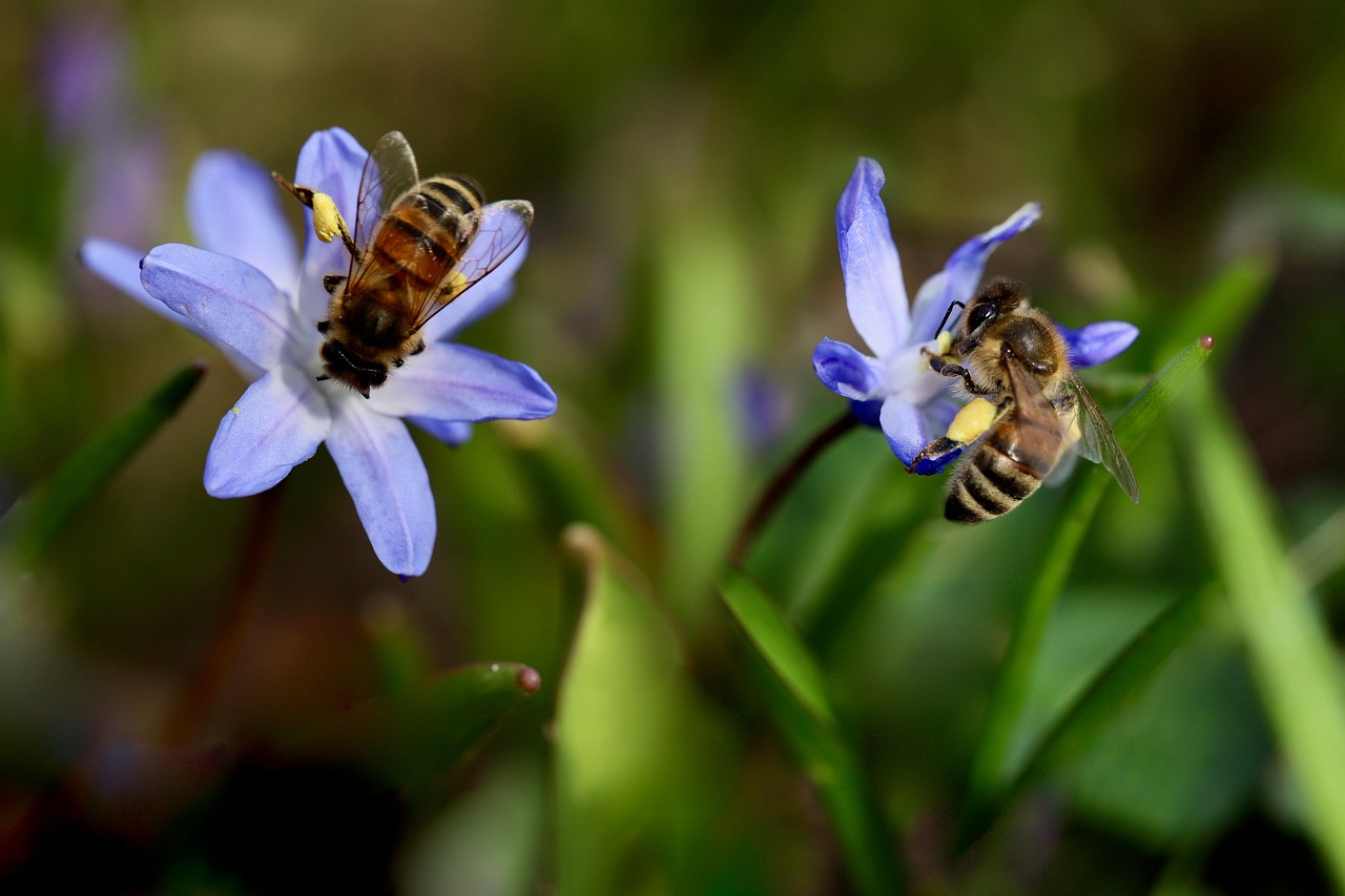 découvrez l'importance de la biodiversité, son rôle crucial dans l'équilibre des écosystèmes et les actions pour la préserver.