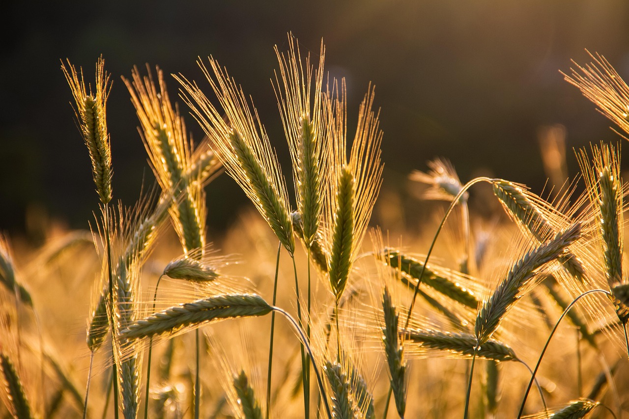 découvrez les techniques et conseils pour la culture de la vanille, de la plantation à la récolte, pour obtenir une production de qualité.