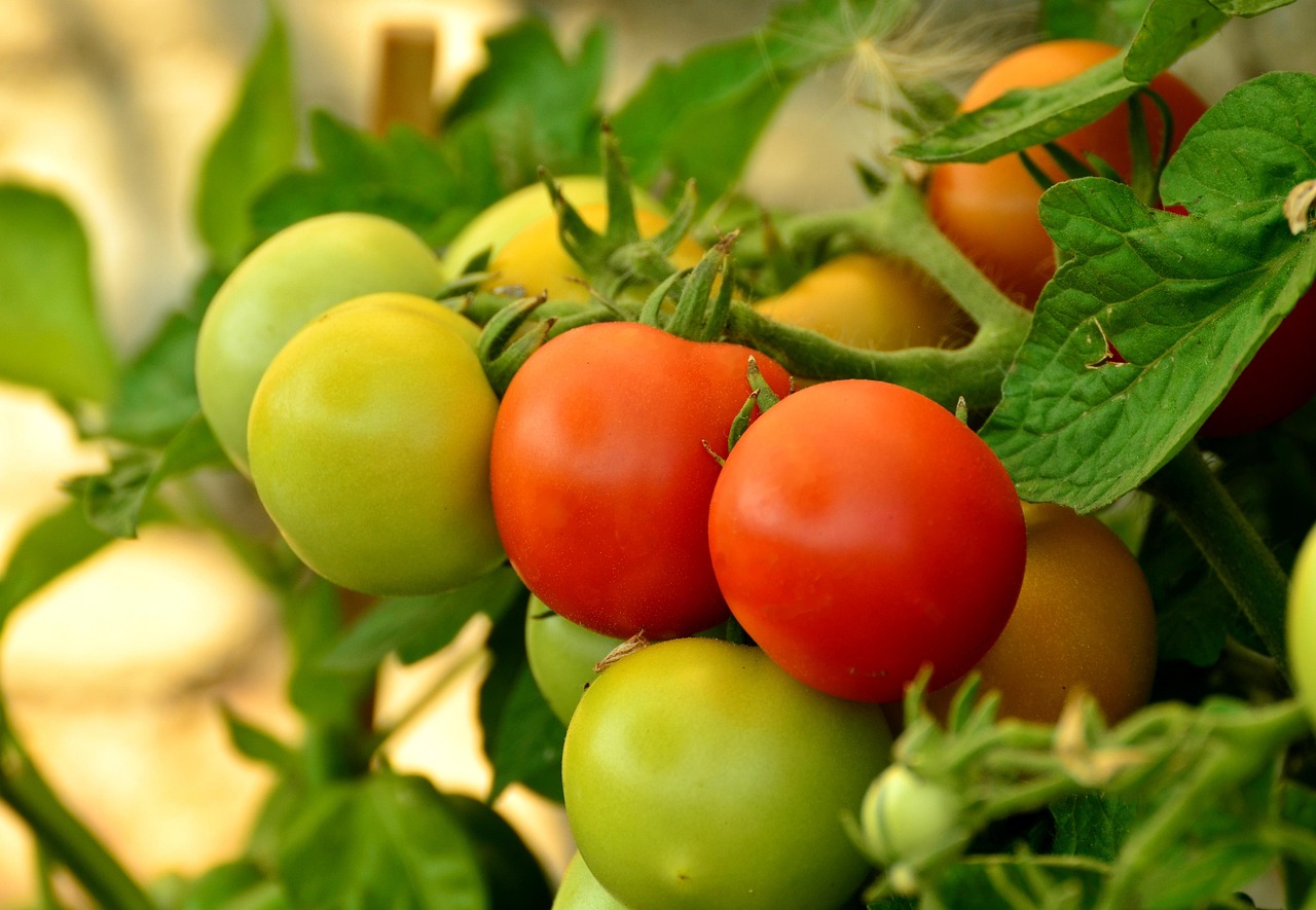 supports pour tomates : guide complet pour choisir et installer les meilleurs supports afin d’assurer une croissance optimale de vos plants de tomates.