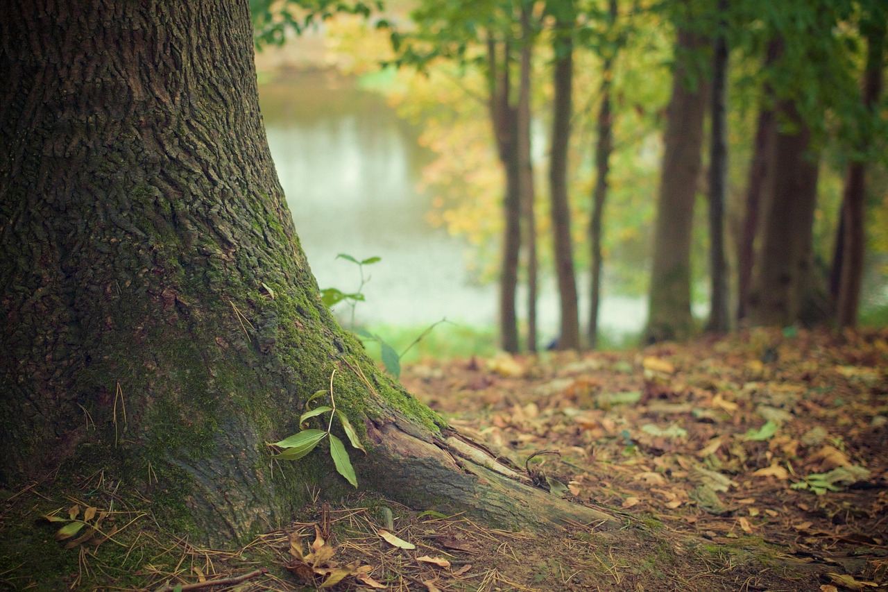 découvrez des idées et conseils pour l'aménagement paysager et l'art de l'arbre, pour embellir votre jardin et votre environnement naturel.