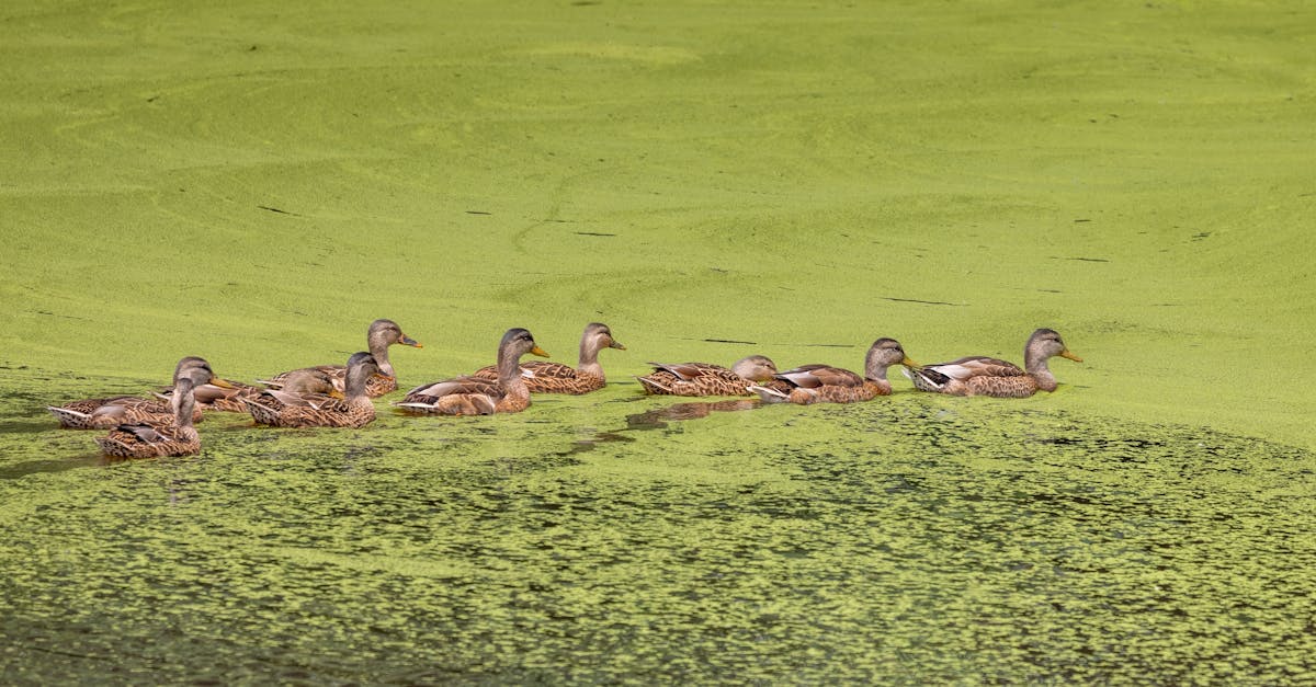 découvrez comment la réhabilitation écologique permet de restaurer les écosystèmes dégradés, favorisant la biodiversité et le développement durable. adoptez des solutions innovantes pour un avenir plus vert.