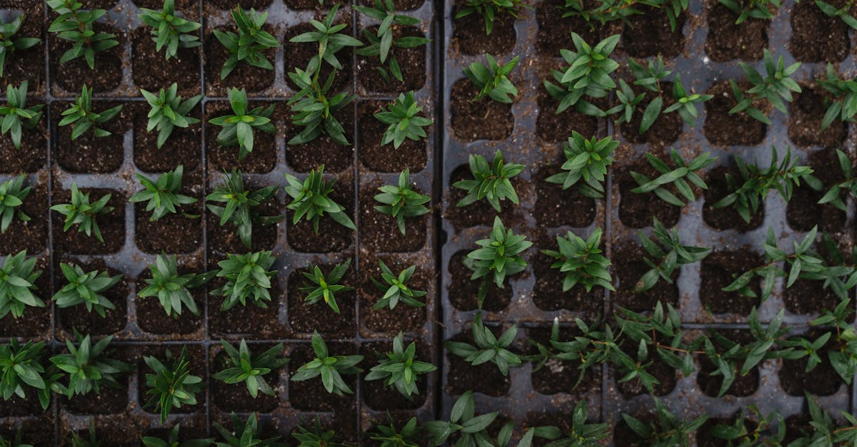 découvrez les opportunités d'emplois verts qui contribuent à la protection de l'environnement et à la durabilité. explorez des carrières passionnantes dans les énergies renouvelables, l'agriculture durable et les technologies écologiques.