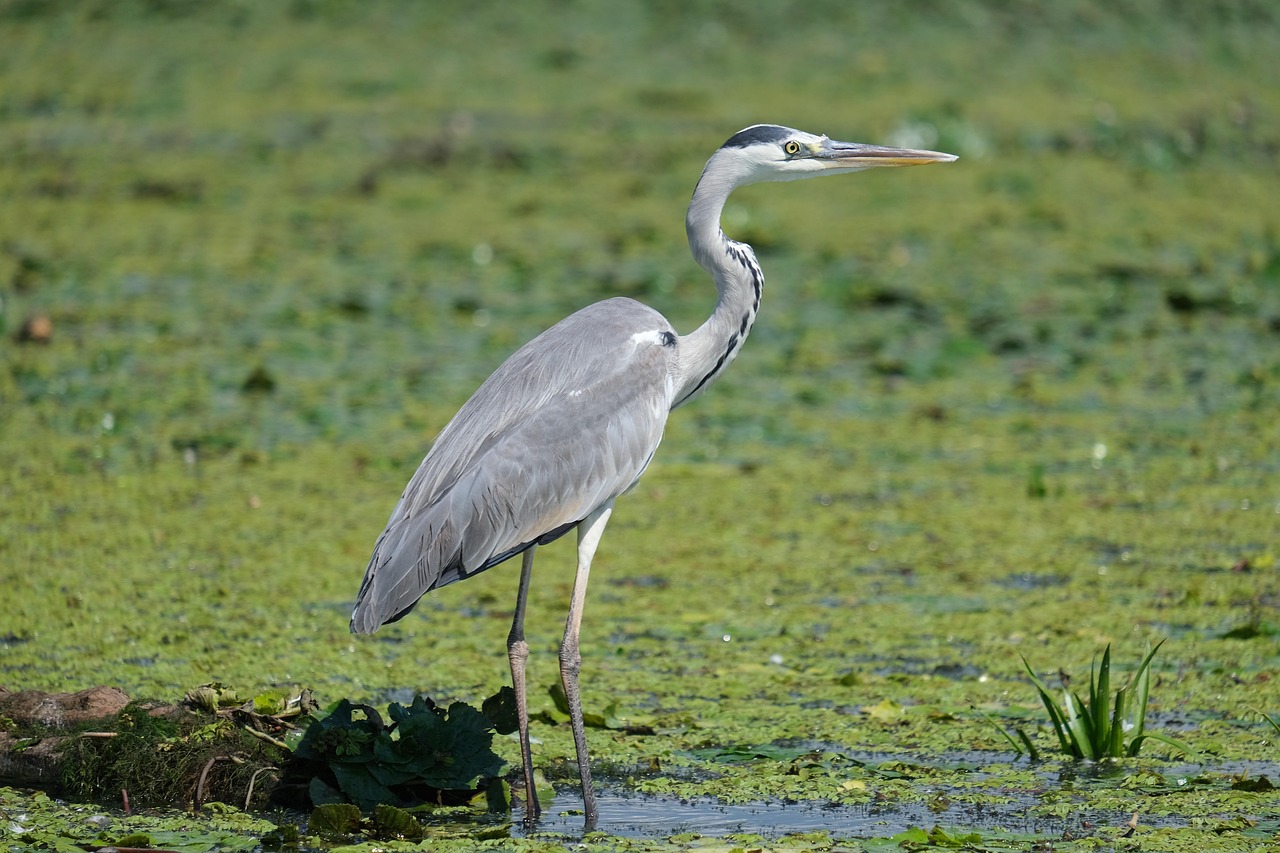 découvrez des conseils pratiques et des solutions efficaces pour la conservation de l'eau, un enjeu crucial pour préserver nos ressources naturelles et l'environnement.
