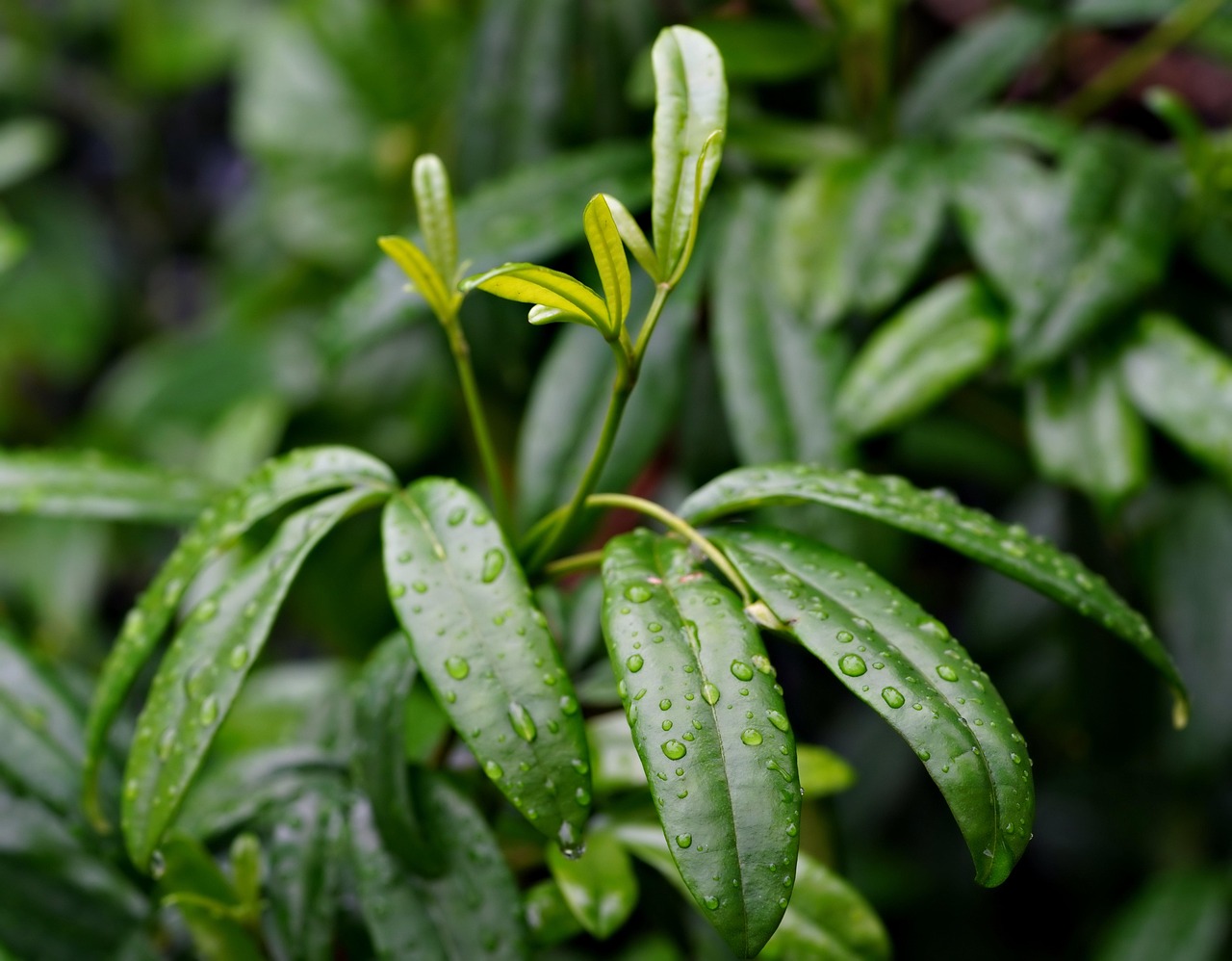 découvrez comment la collecte des eaux de pluie permet d'économiser l'eau, réduire les factures et contribuer à la protection de l'environnement grâce à des techniques simples et efficaces.
