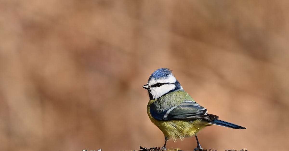 découvrez comment la réhabilitation écologique transforme les environnements dégradés en écosystèmes durables, favorisant la biodiversité et le bien-être des communautés. apprenez les méthodes innovantes et les pratiques vertes qui protègent notre planète.