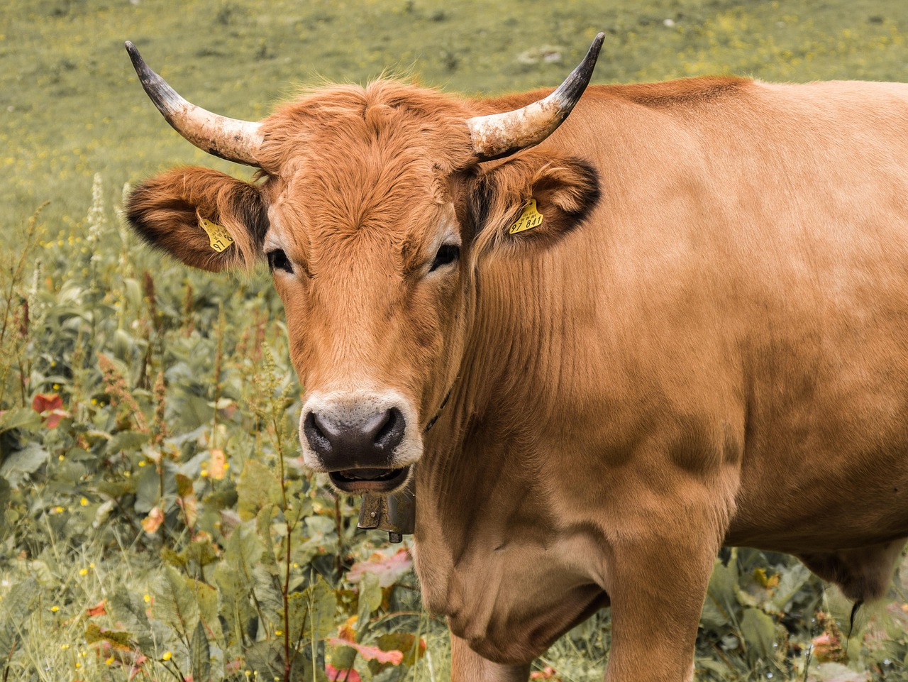 Dans le Pas-de-Calais, Alexis Bur révolutionne l’élevage : réduire le maïs pour davantage d’herbe dans l’alimentation de ses vaches