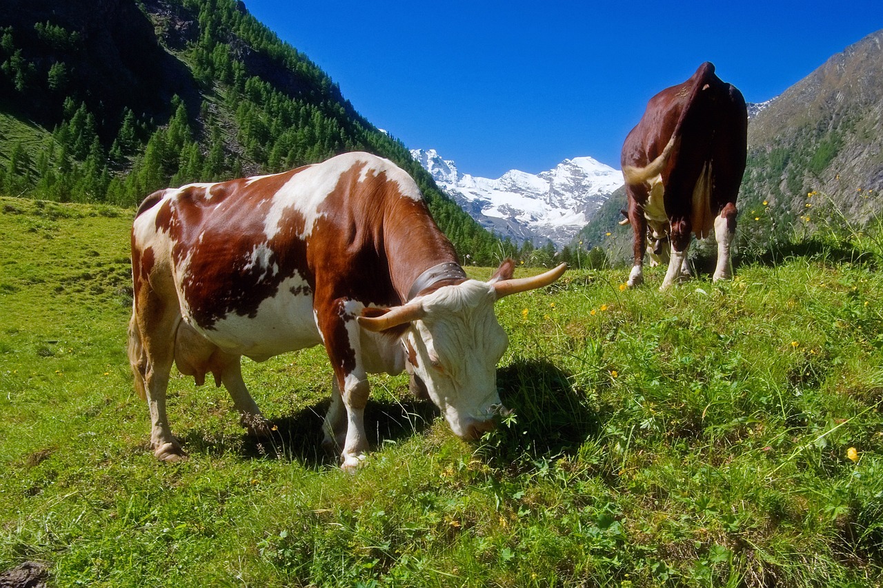 L’éco-pâturage : une solution écologique et naturelle pour entretenir vos espaces verts