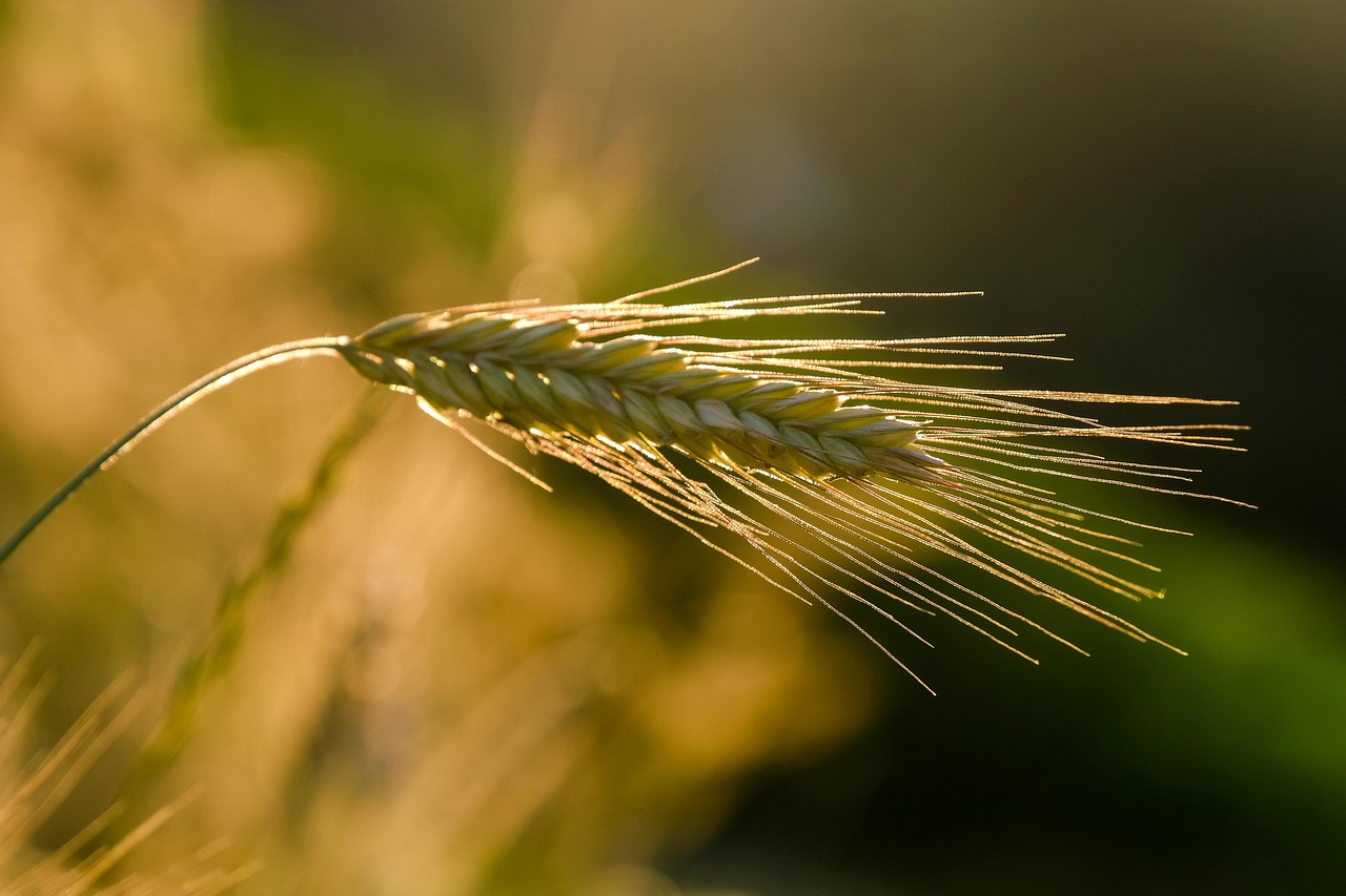 « On nous prenait pour des fous » : la folle aventure des Bretons qui cultivent la vanille en plein cœur de la France