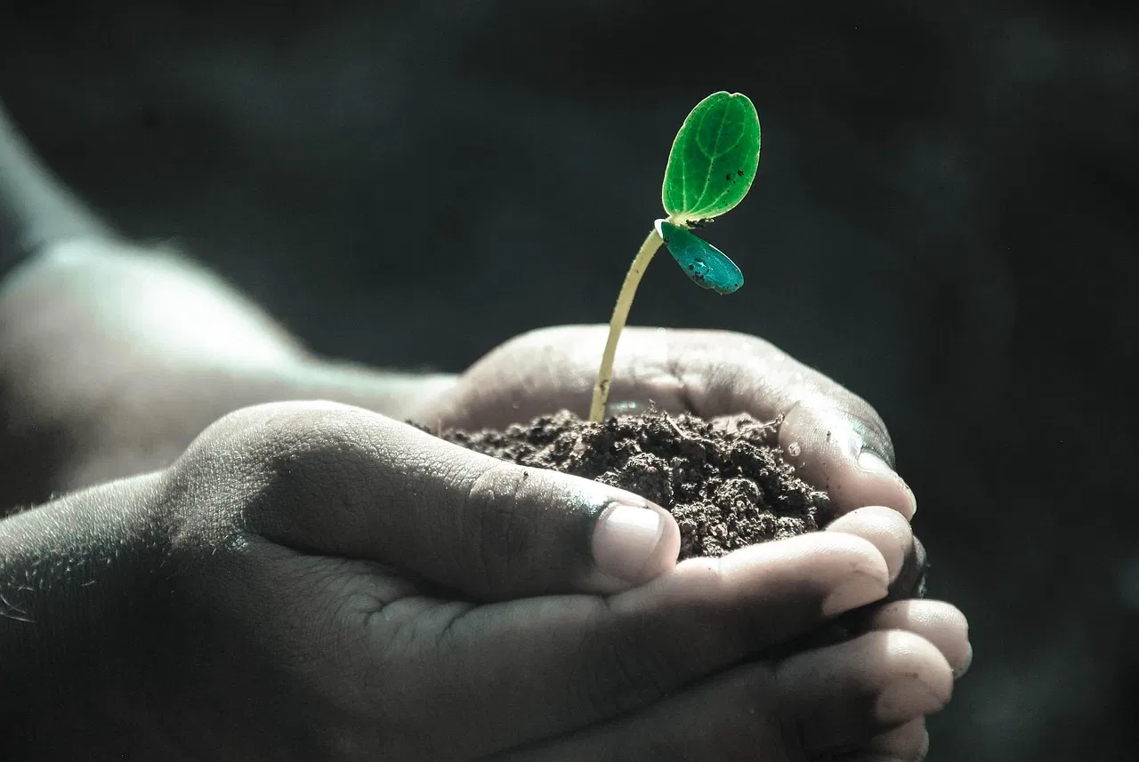 Ce geste que vous faites pour vos plantes pourrait en réalité les affaiblir jour après jour – découvrez pourquoi