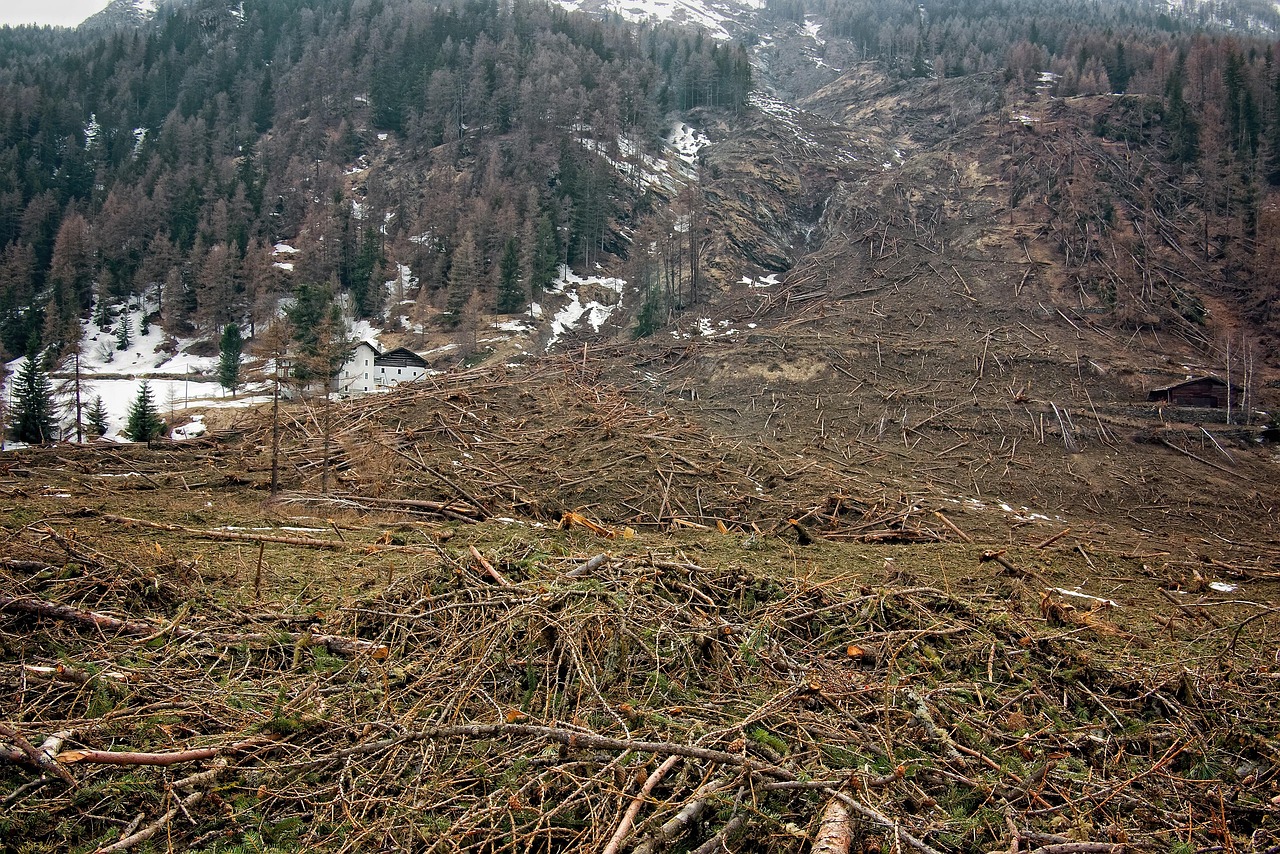 La lutte contre la déforestation et le bilan carbone
