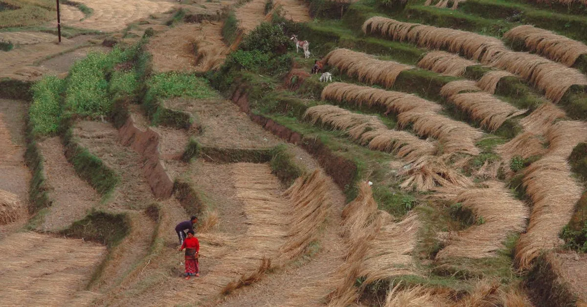 Agriculture régénérative : vers une pratique durable et bénéfique pour l’environnement