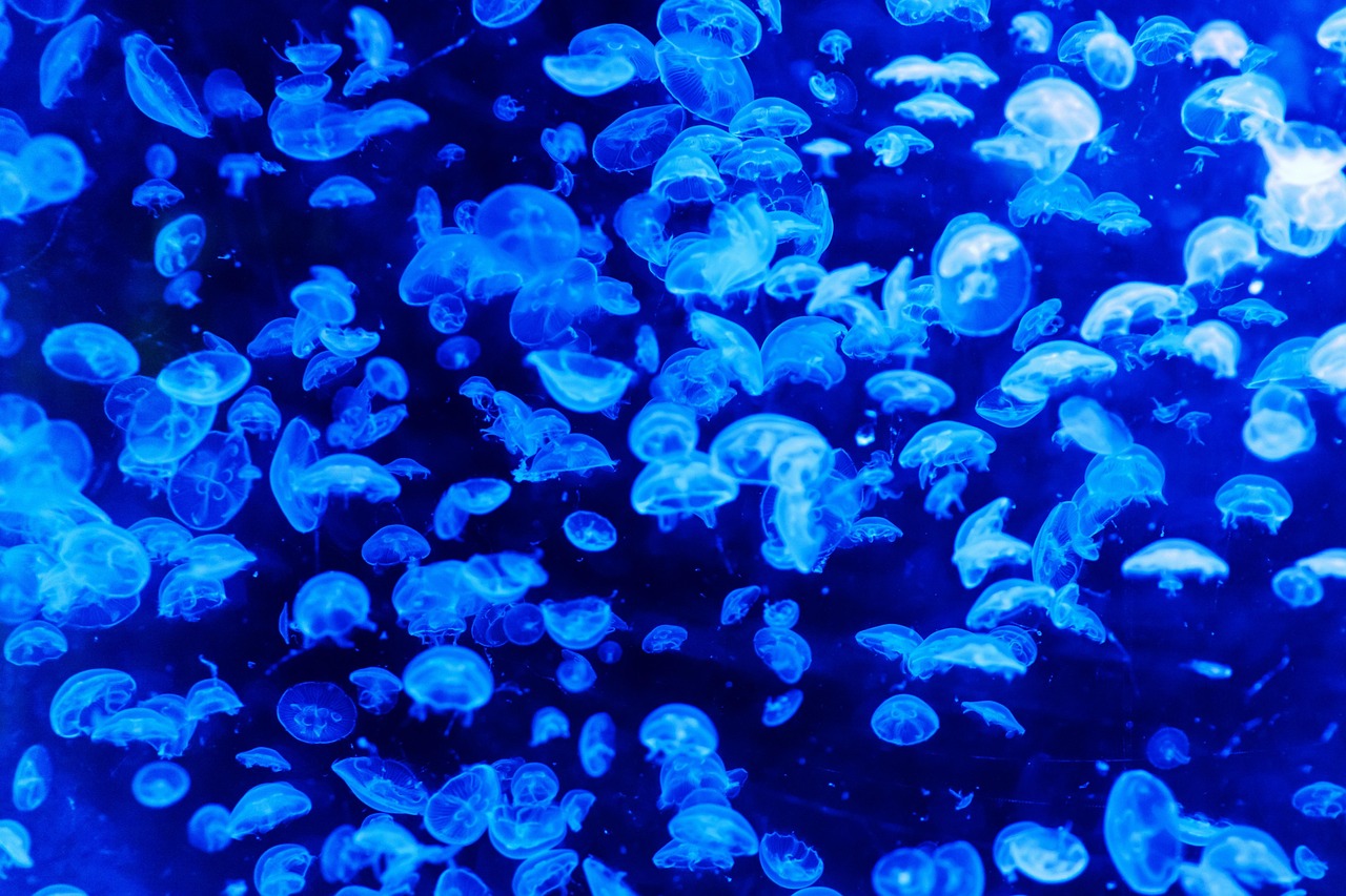 Les océans frôlent des records de chaleur avant le retour imminent d’El Niño