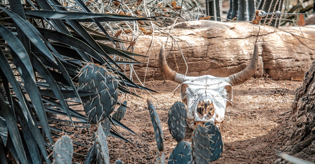 Biodiversité : Comprendre les enjeux de la préservation des écosystèmes
