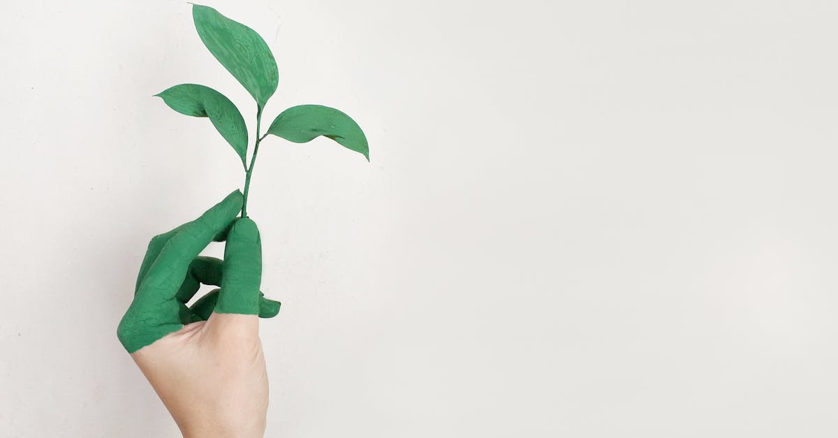 Études de cas sur la durabilité : Évaluer les solutions innovantes pour un avenir écologique