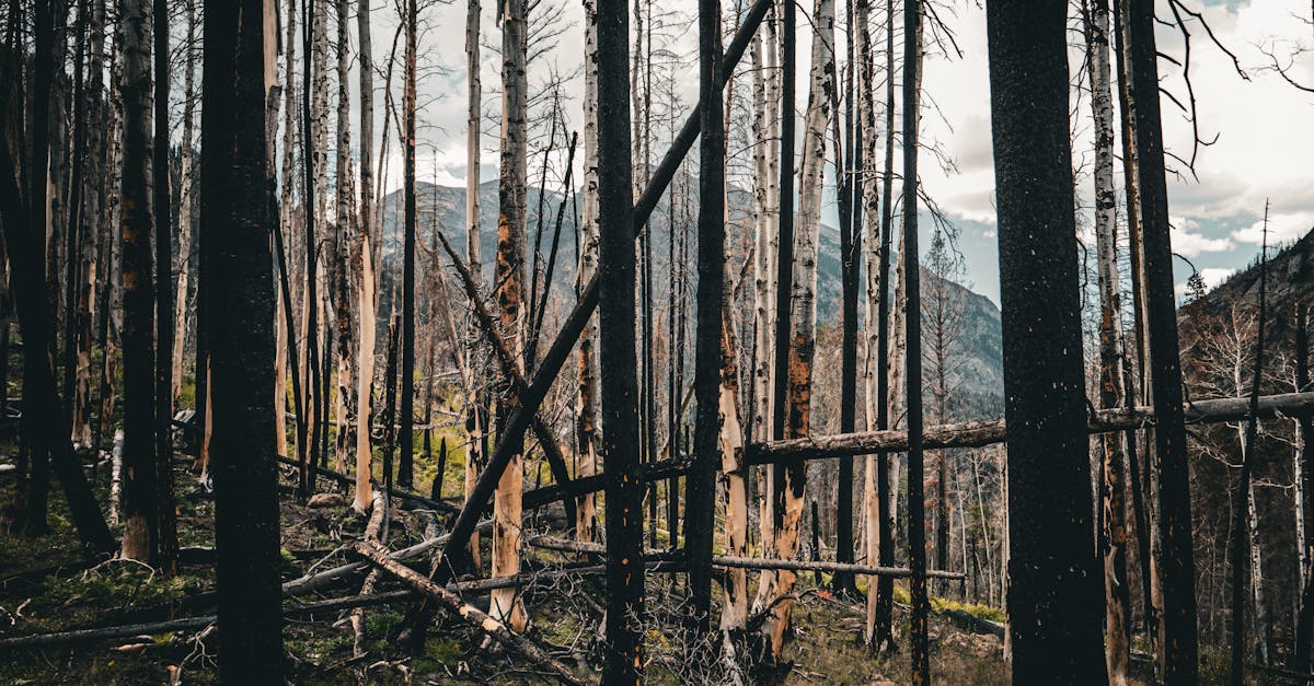 Réhabilitation écologique : comprendre l’importance de restaurer les écosystèmes endommagés