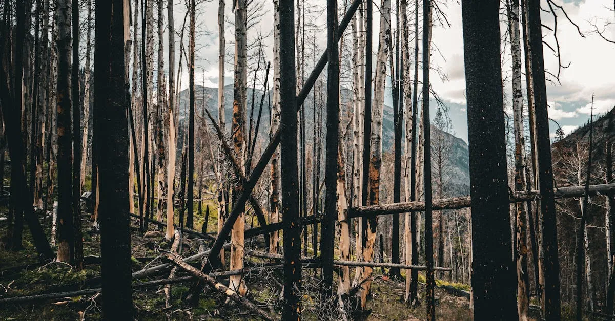 Réhabilitation écologique : comprendre l’importance de restaurer les écosystèmes endommagés