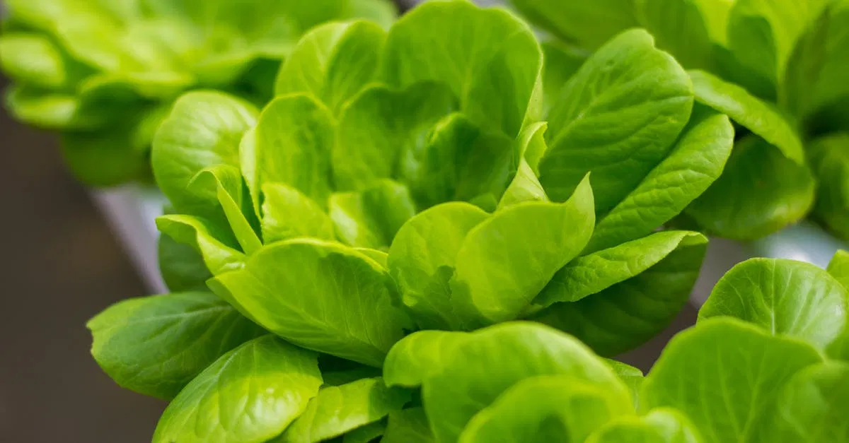 Systèmes alimentaires durables : vers une alimentation respectueuse de l’environnement