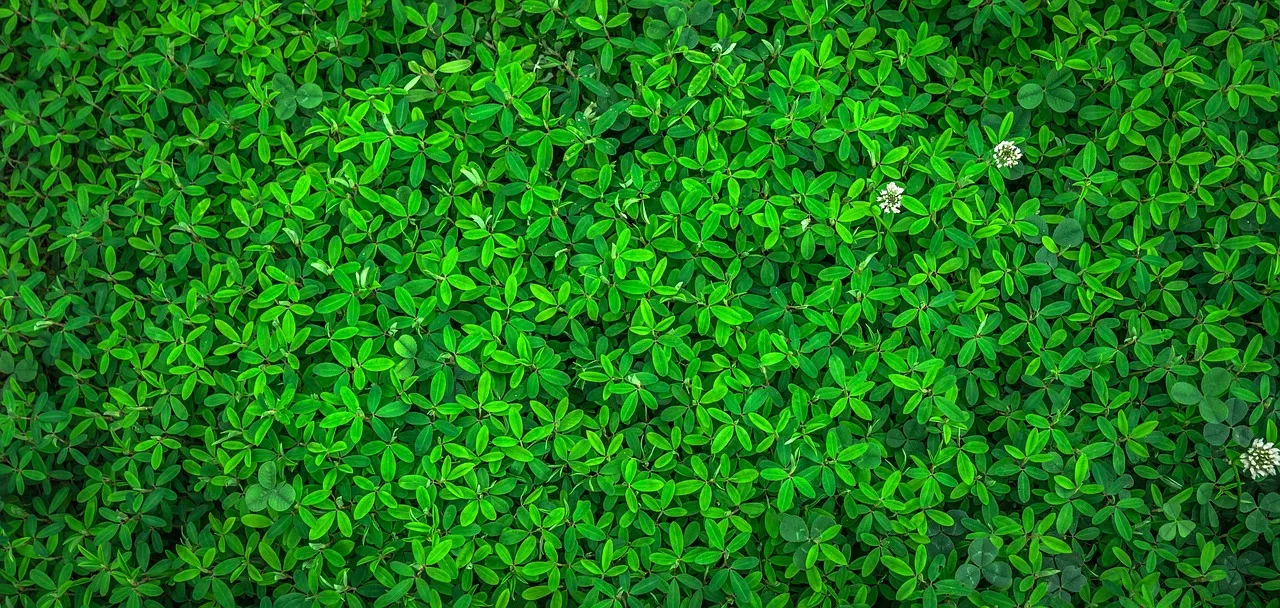 Isolation thermique écologique : Solutions naturelles et performantes pour un habitat sain