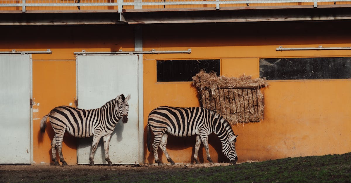 Adaptation environnementale : stratégies essentielles pour un avenir durable