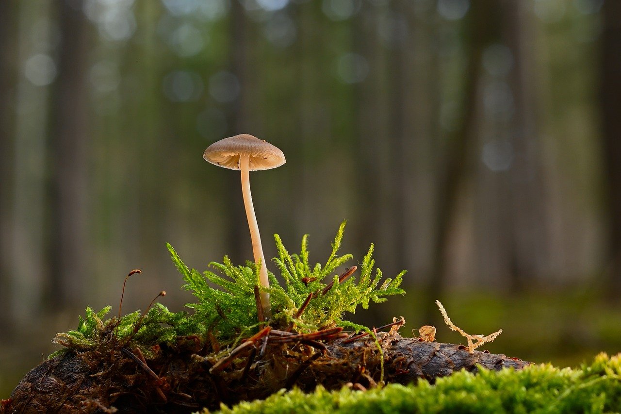 La forêt : un pilier essentiel pour un avenir décarboné de notre planète