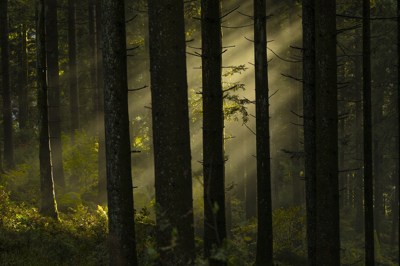 Le rôle crucial des forêts dans le cycle mondial du carbone et leur impact sur le changement climatique