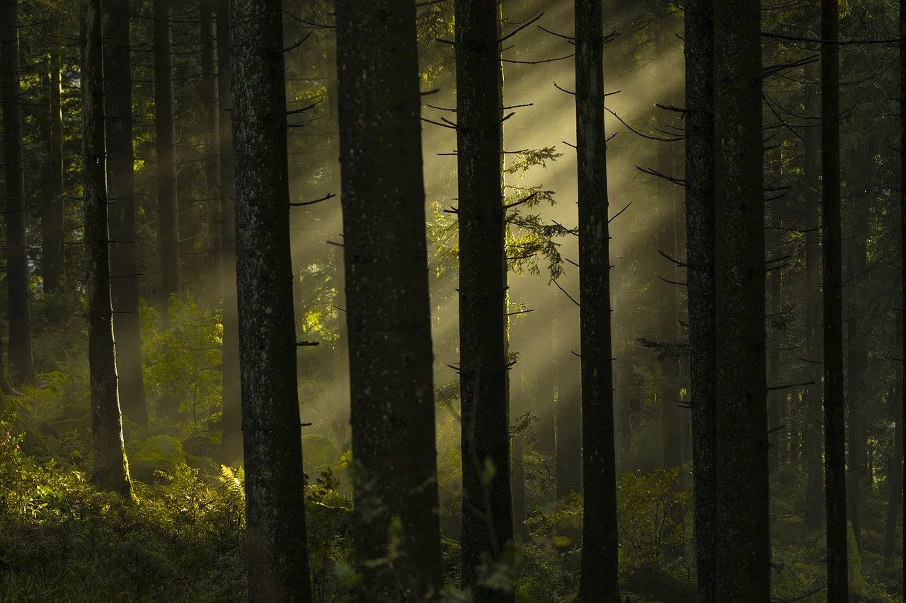 Le rôle crucial des forêts dans le cycle mondial du carbone et leur impact sur le changement climatique