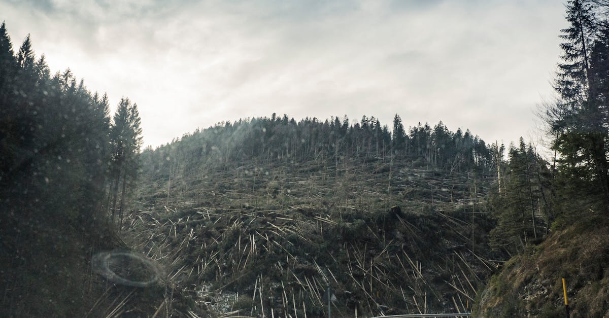 Déforestation : Comprendre ses causes et ses conséquences sur l’environnement