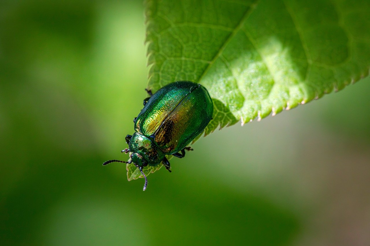 Biodiversité jardin : comment favoriser la vie sauvage dans son espace vert