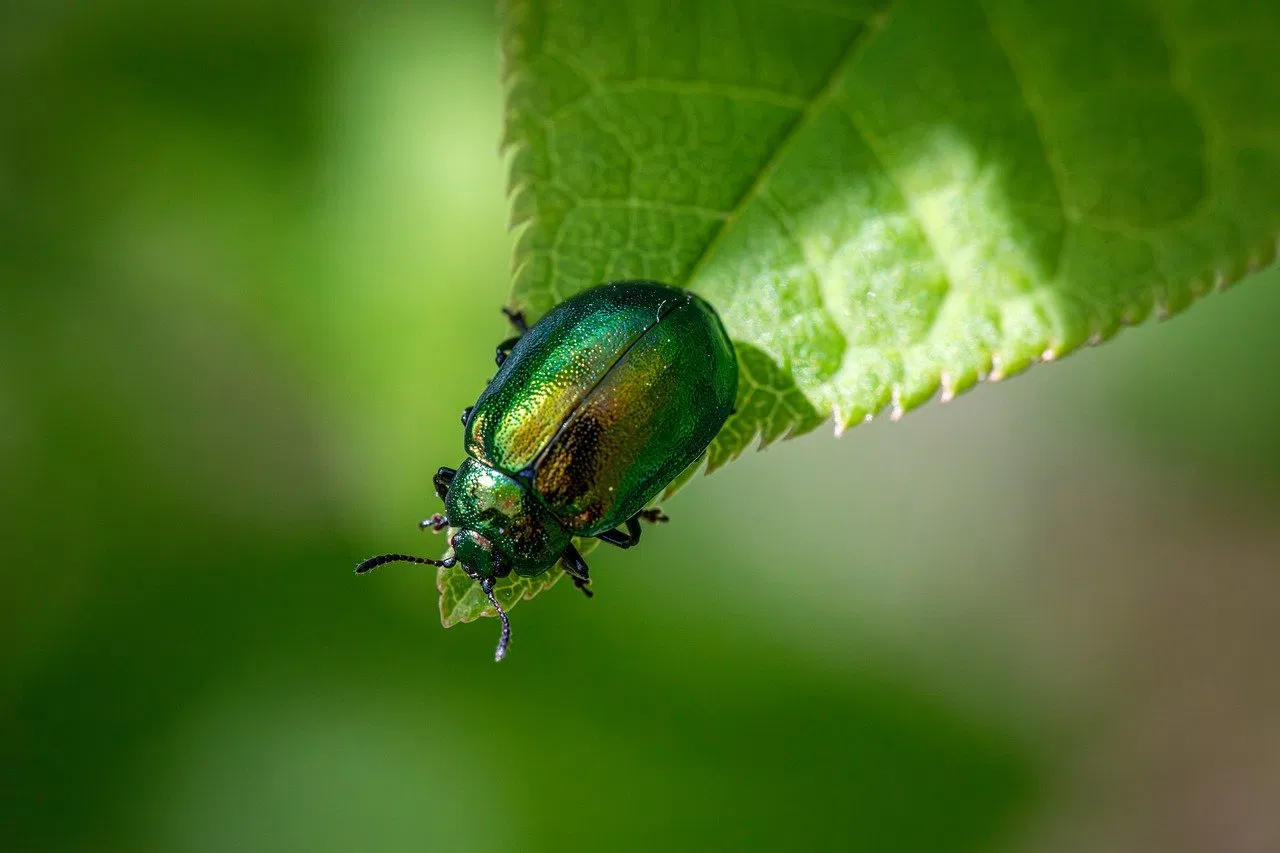 Biodiversité jardin : comment favoriser la vie sauvage dans son espace vert