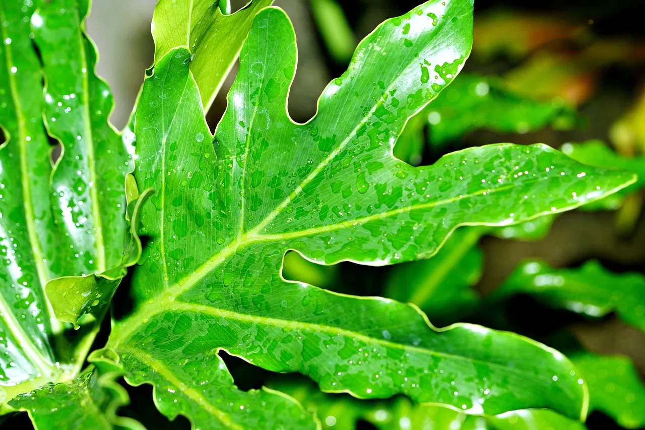 Récupération d’eau de pluie : Guide pratique pour économiser et protéger l’environnement