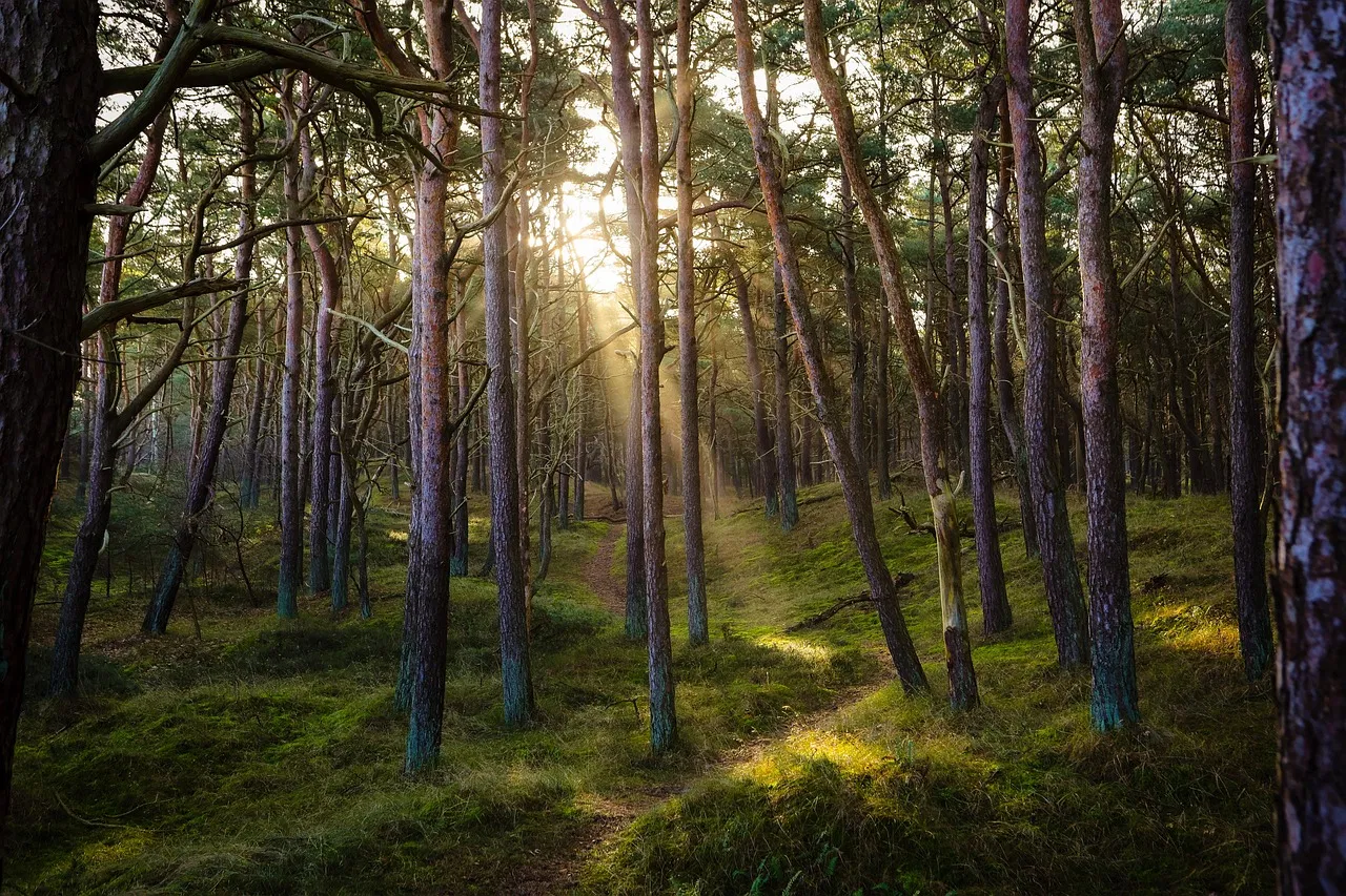 Les forêts : ennemies ambivalentes du CO₂, quand l’émission dépasse la capture