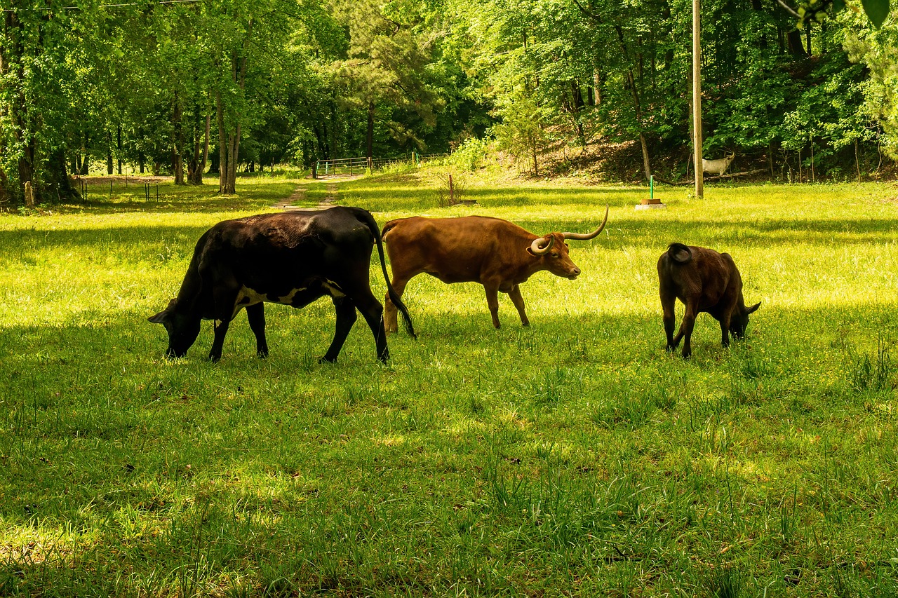 découvrez ce qu'est l'empreinte carbone, son impact sur l'environnement et les moyens de la réduire. engagez-vous pour un avenir durable grâce à nos conseils et informations pratiques.