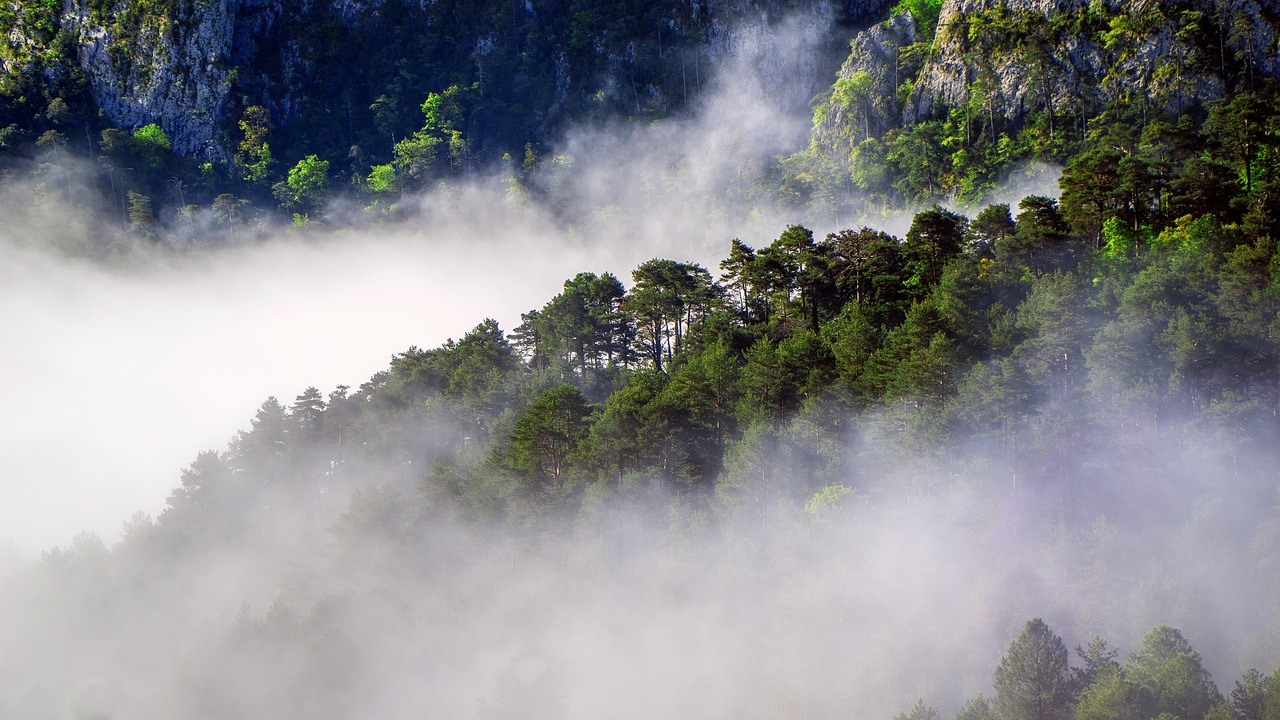 découvrez l'univers de la foresterie, une discipline essentielle pour la conservation des forêts et la gestion durable des ressources naturelles. apprenez les pratiques de sylviculture, les techniques de reboisement et l'importance de la biodiversité pour maintenir un équilibre écologique.