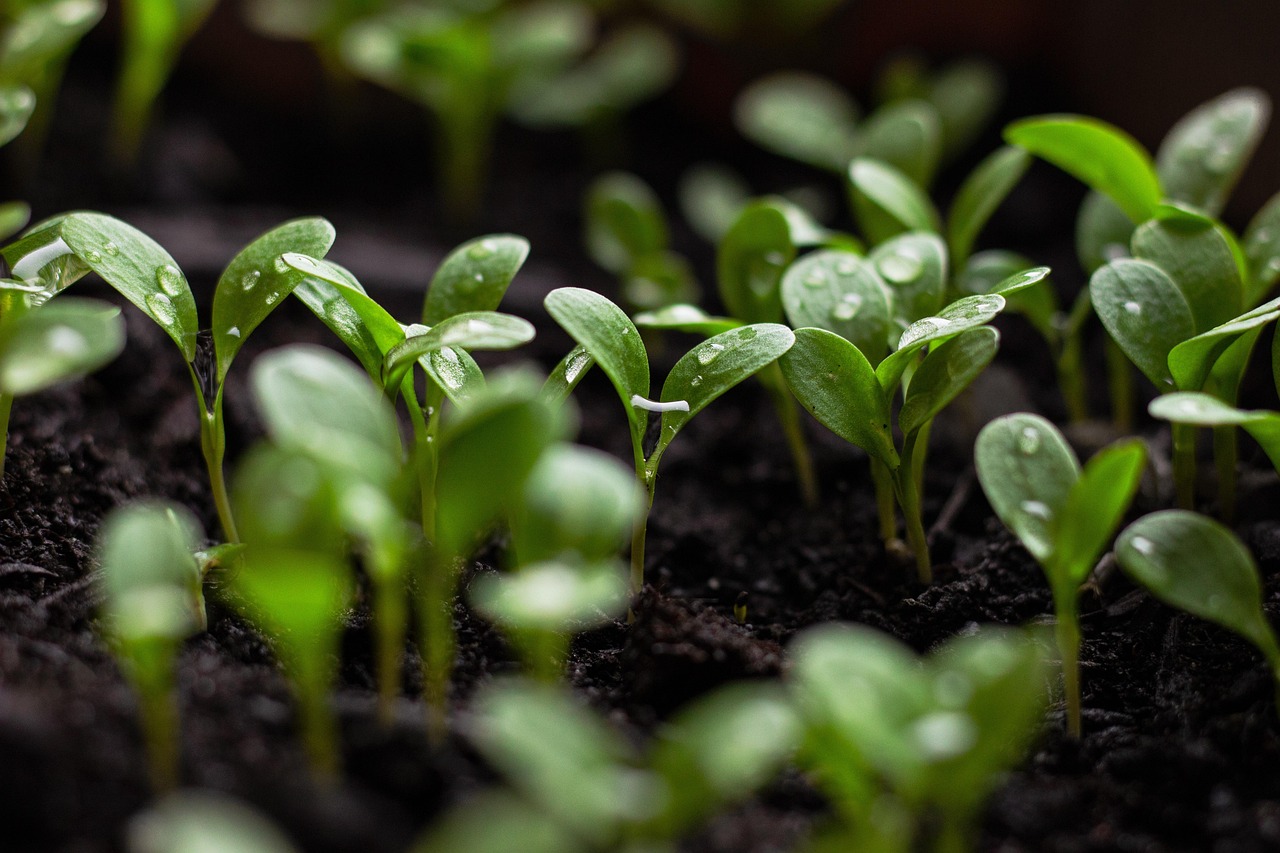 découvrez comment intégrer la durabilité dans votre quotidien et contribuer à un avenir plus vert. explorez des conseils pratiques, des innovations écologiques et des stratégies pour promouvoir un développement durable tout en préservant notre planète.