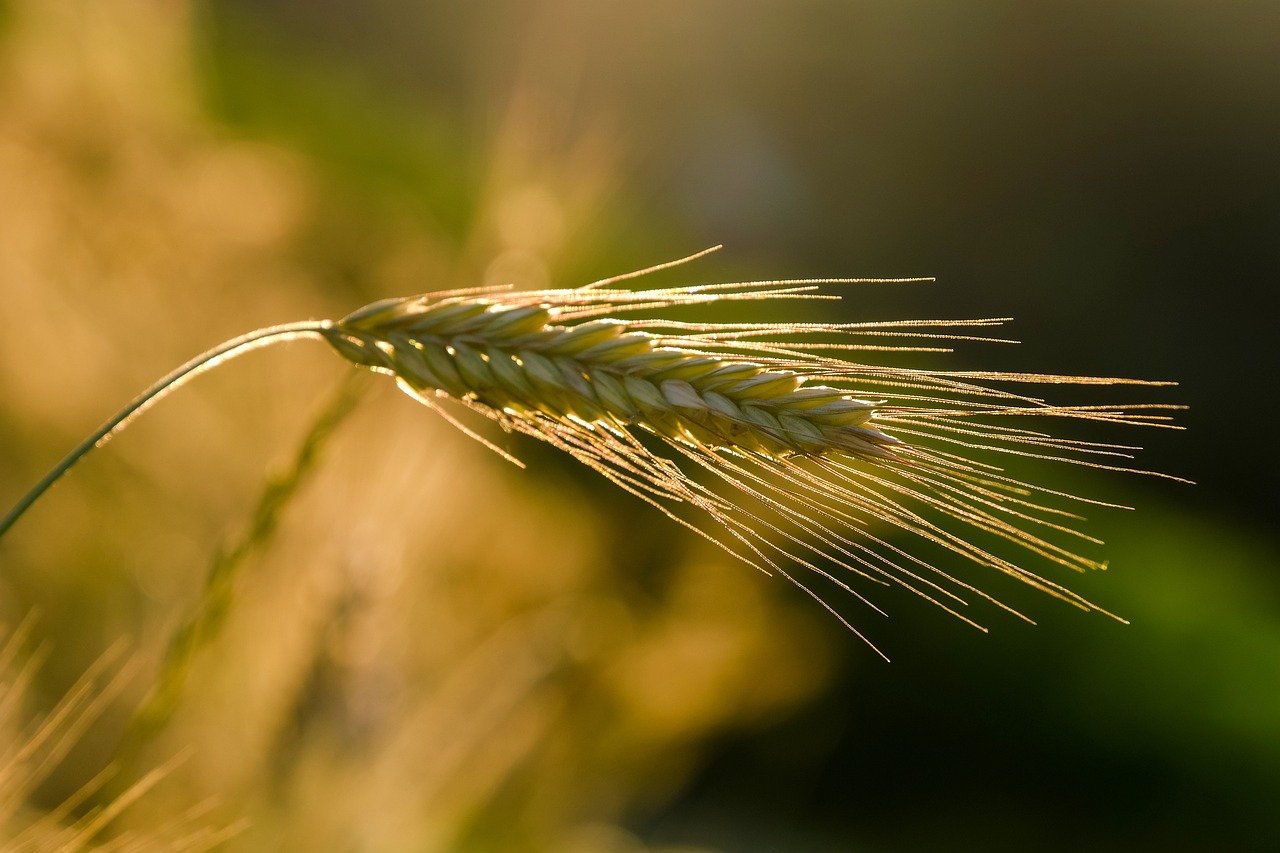 découvrez l'agriculture durable, une approche innovante visant à préserver l'environnement tout en garantissant des récoltes de qualité. apprenez comment cette méthode soutient la biodiversité, améliore la santé des sols et répond aux enjeux alimentaires de demain.