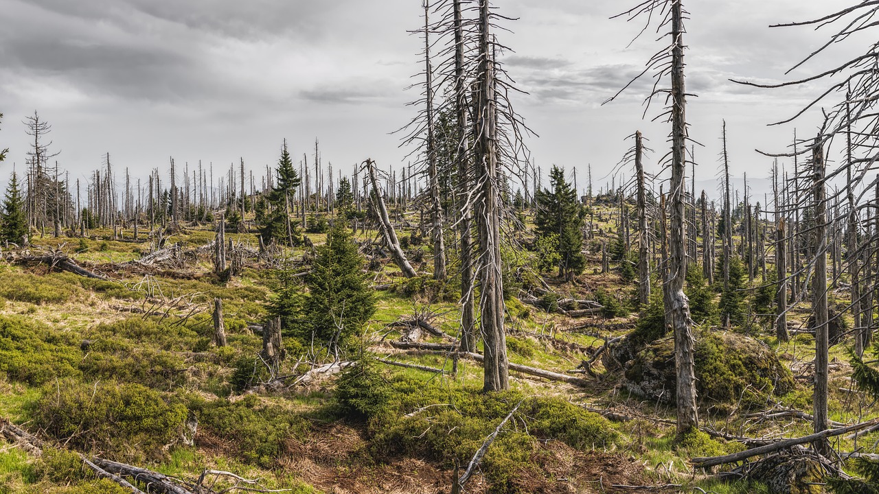 découvrez les enjeux des crises environnementales, leurs impacts sur notre planète et les solutions nécessaires pour un avenir durable. informez-vous sur les défis écologiques actuels et engagez-vous pour protéger notre environnement.