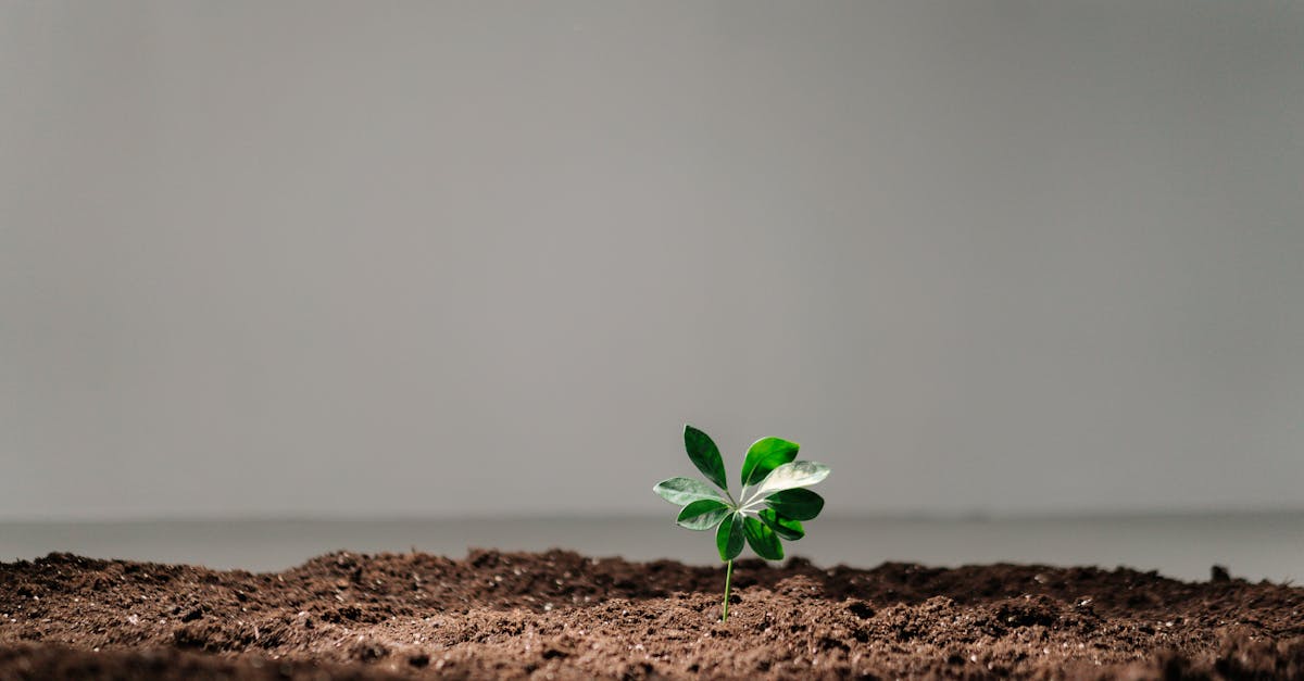 découvrez comment prendre conscience des enjeux environnementaux et agir pour la protection de notre planète. explorez des conseils pratiques, des initiatives de durabilité et l'importance de l'éducation environnementale pour un avenir meilleur.