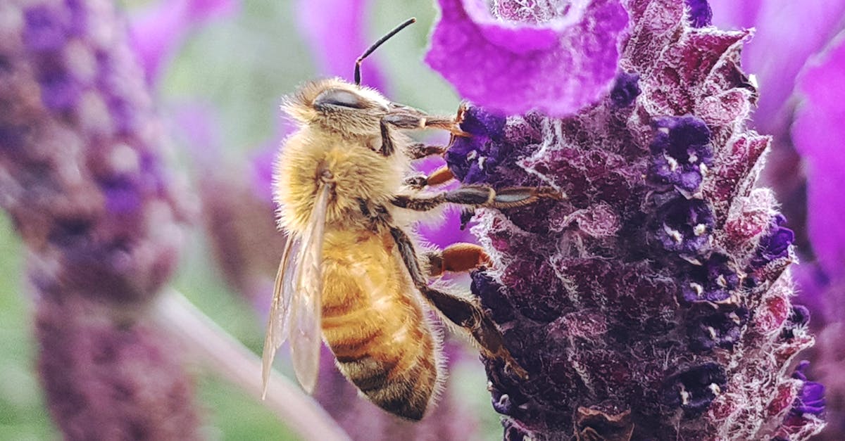 découvrez l'importance de la sensibilisation environnementale pour préserver notre planète. apprenez des conseils pratiques pour réduire votre empreinte carbone, protéger la biodiversité et adopter des comportements éco-responsables au quotidien.