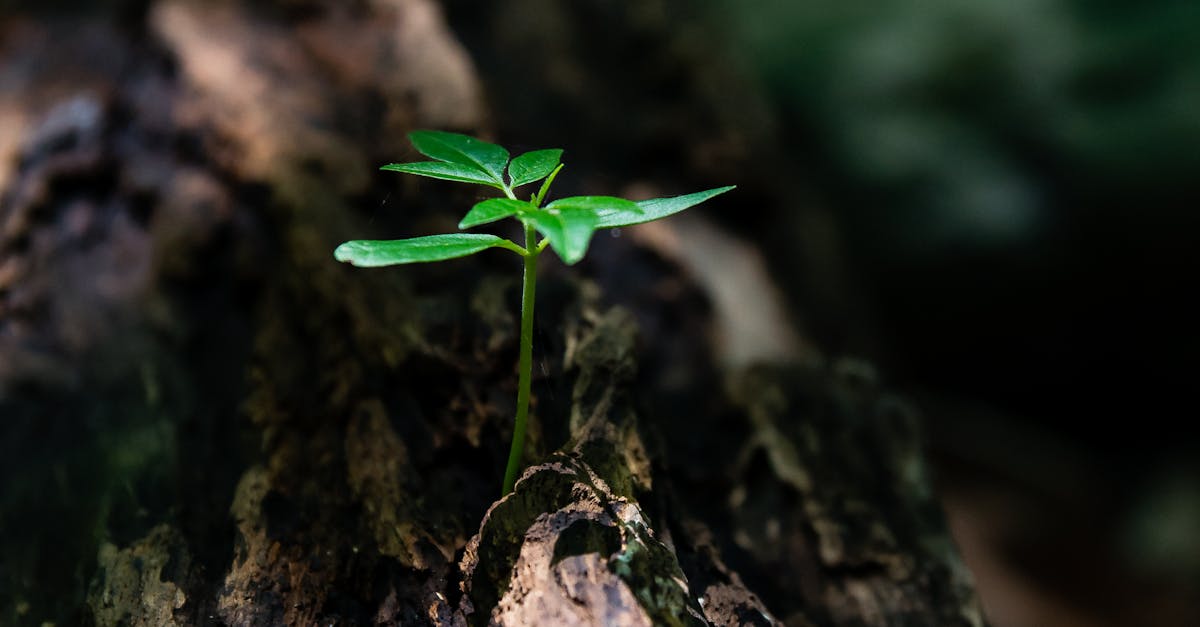 découvrez l'évaluation du cycle de vie (acv), un outil essentiel pour analyser l'impact environnemental d'un produit tout au long de son cycle, de l'extraction des matières premières à sa fin de vie. apprenez comment cette méthode aide les entreprises à réduire leur empreinte écologique et à promouvoir des pratiques durables.