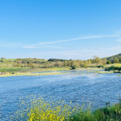 découvrez l'importance de la biodiversité pour notre planète, les menaces qui pèsent sur elle et les actions concrètes que nous pouvons entreprendre pour la préserver. plongez dans l'univers fascinant des espèces et des écosystèmes et engagez-vous pour un avenir durable.