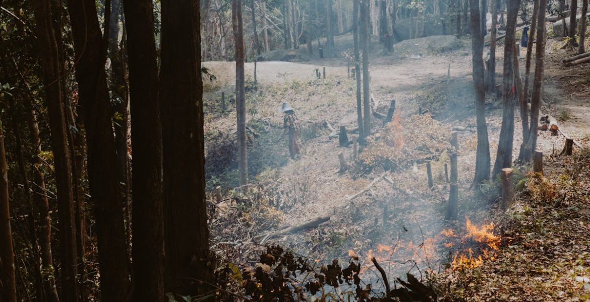 découvrez les impacts de la destruction des habitats sur la biodiversité et les écosystèmes. informez-vous sur les causes, les conséquences et les solutions pour préserver notre planète face à cette menace croissante.