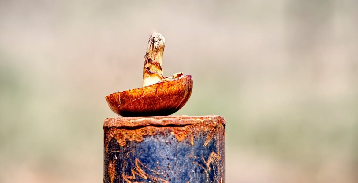 découvrez l'importance des valeurs environnementales et comment elles influencent nos choix quotidiens. apprenez à promouvoir un mode de vie durable et à préserver notre planète pour les générations futures.