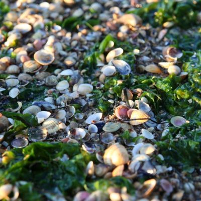 découvrez les différentes zones écologiques, leur importance pour la biodiversité et l'environnement, et comment elles influencent les écosystèmes à travers le monde.
