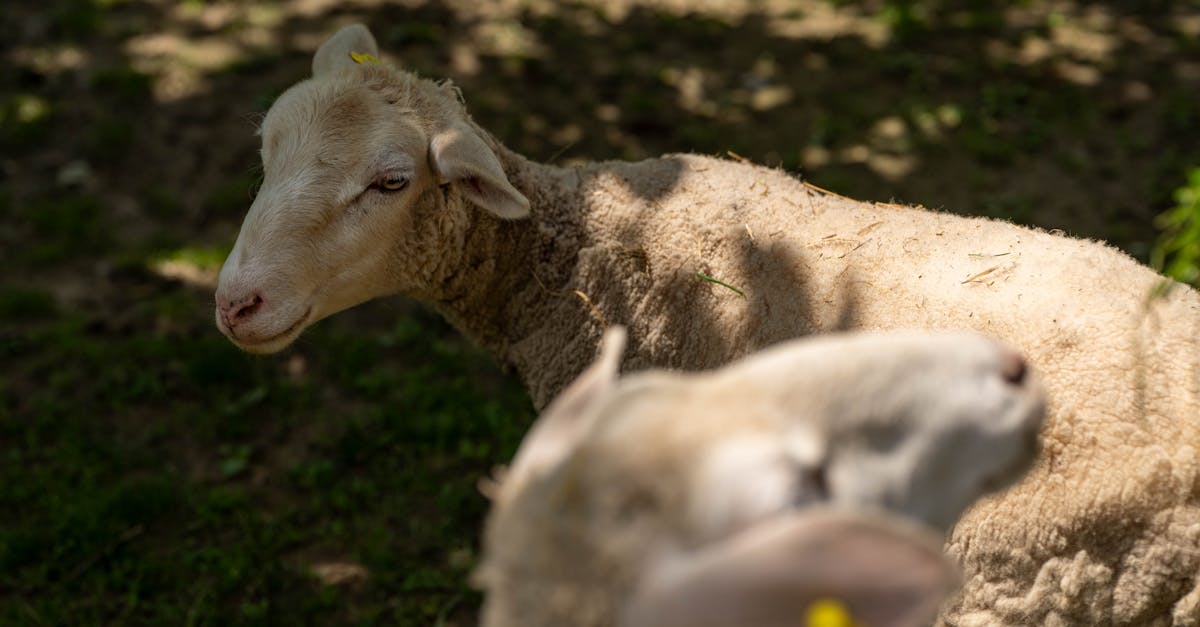 découvrez l'importance de la biodiversité pour notre planète et les enjeux cruciaux pour sa préservation. explorez les différentes formes de vie, leurs interactions et le rôle essentiel qu'elles jouent dans l'équilibre des écosystèmes.
