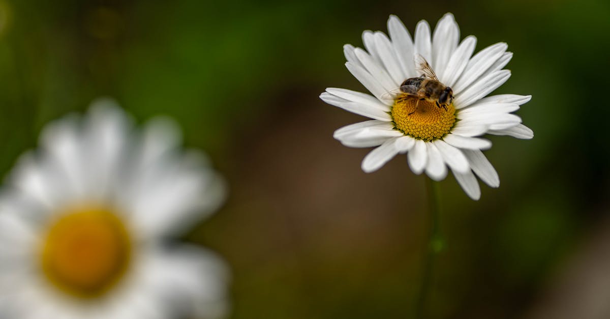 découvrez l'importance de la biodiversité pour notre planète, ses menaces et les actions à entreprendre pour la protéger. plongez dans un monde riche en espèces et en écosystèmes essentiels à notre survie.