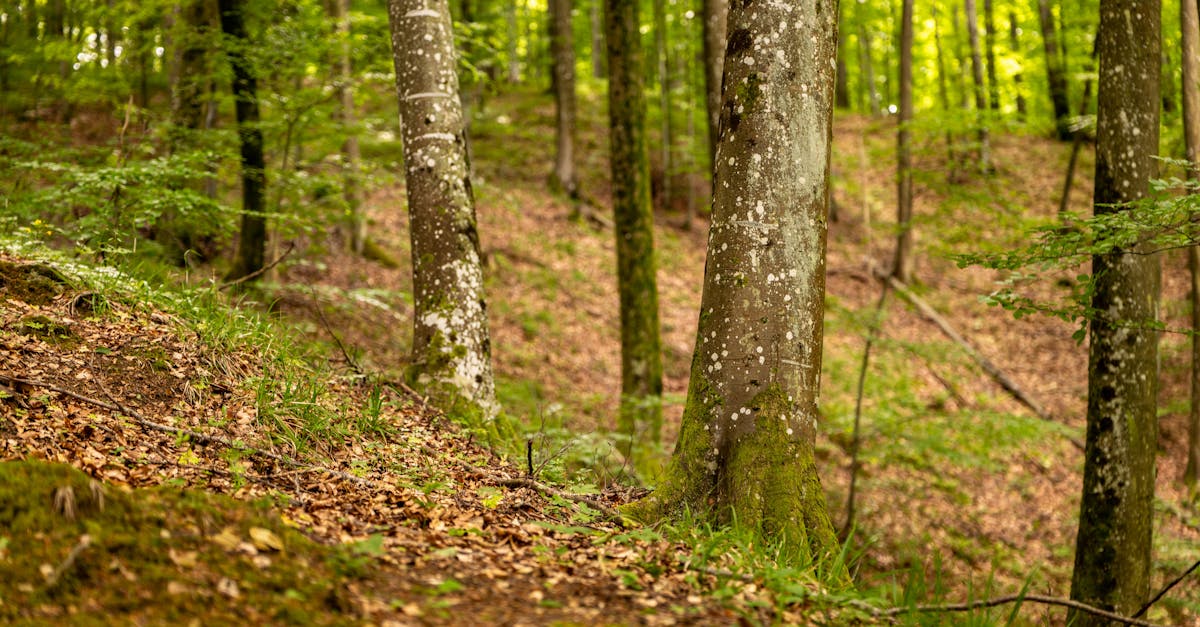 découvrez l'importance de la biodiversité pour notre planète et notre avenir. apprenez comment la préservation des écosystèmes et des espèces contribue à l'équilibre naturel, à la durabilité et à la santé de notre environnement.