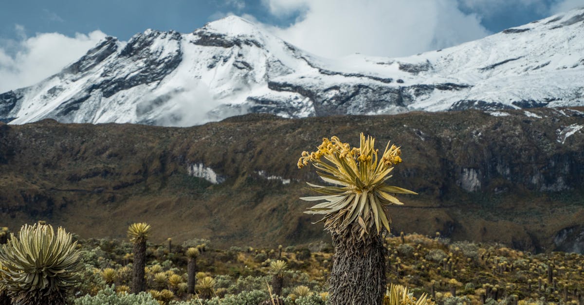 découvrez les différentes zones écologiques du monde, leur importance pour la biodiversité et les écosystèmes. explorez comment ces zones interagissent avec le climat et l'environnement, et apprenez comment ces écosystèmes uniques soutiennent la vie sur notre planète.