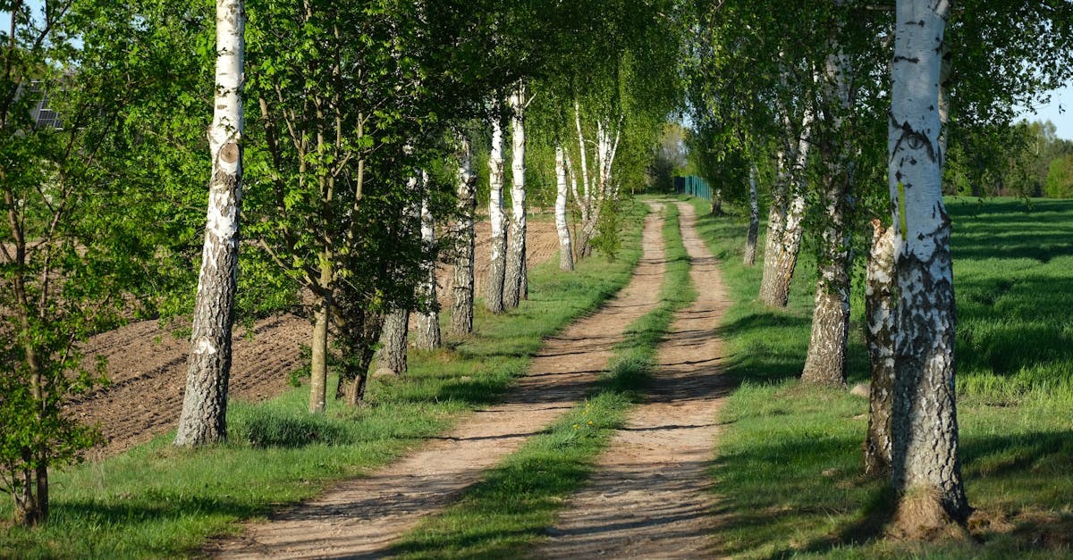 découvrez les différentes zones écologiques, leur importance pour la biodiversité et les écosystèmes, ainsi que les défis environnementaux auxquels elles sont confrontées. informez-vous sur les initiatives de conservation et les mesures pour préserver ces précieux habitats.