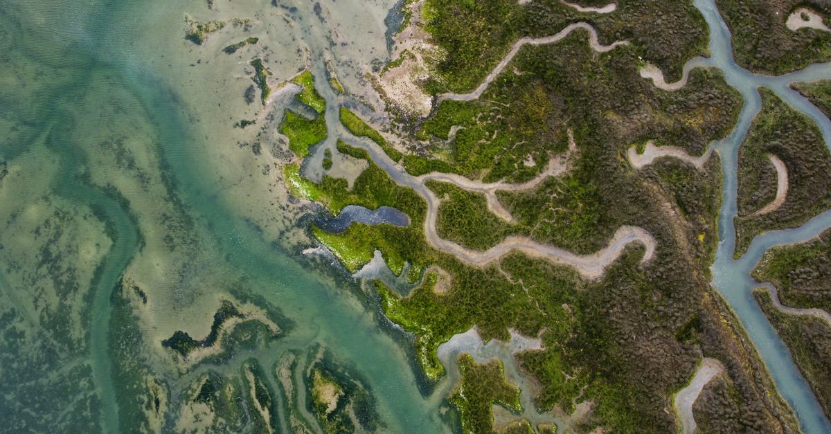 découvrez les zones écologiques, leur importance pour la biodiversité et les écosystèmes, ainsi que leur rôle dans la lutte contre le changement climatique. apprenez comment ces régions variées soutiennent la vie sur terre et comment préserver leur équilibre.